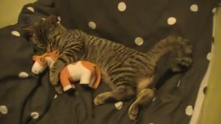 Kitten sleeps with teddy