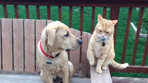 Angry Cat Punches Dog Real Hard! | Funny Cat Video