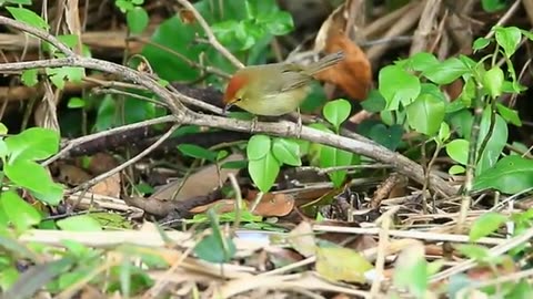 Rufous-capped Babbler (Cyanoderma ruficeps)🐦🦜🕊️🎵❤️