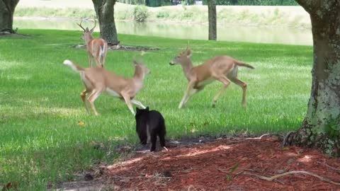 Black cat scares off deer(720P_HD)