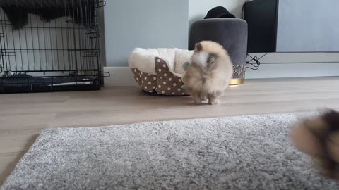 Pomeranian Puppy Playing with New Toy!