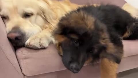 Golden Retriever Shares a Sofa with Puppies