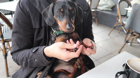 Cute spoilt sausage dog having a paw massage