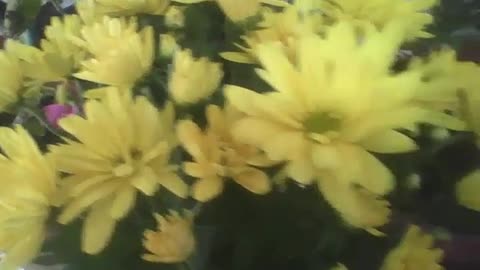Filming beautiful white, yellow and red flowers at the flower shop [Nature & Animals]