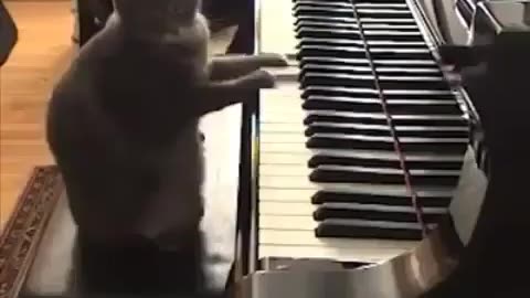 How cat can play piano