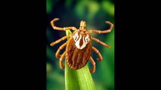 Avoid ticks on people, on pets and in the yard.