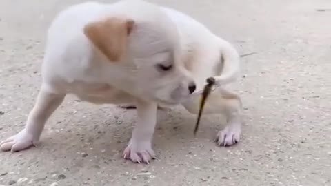 Dog and Dragonfly
