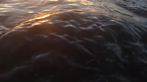 Humpback Whale Hurtles Past Diver