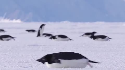 Tobogganing and Waddling