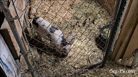 Graham Family Farm: Moving Pigs
