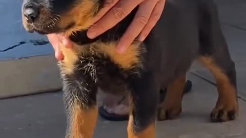 Small puppy of rottweillers breed ...