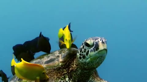 SeaTurtleLove #UnderwaterWorld #CoralReefs #CleanSeas #WildlifeProtection