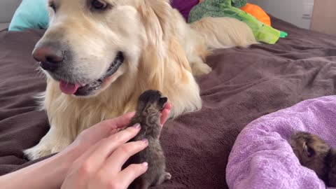 Golden Retriever Meets Newborn Kittens for the First Time!