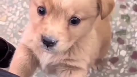 Funny cat and dog video 😂😂