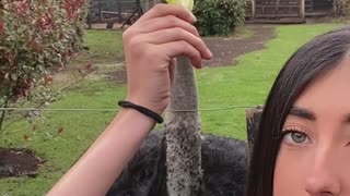 Ostrich Bites the Hand That Feeds It