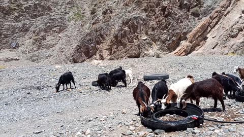 A flock of sheep in Safidkoh, Rabat Posht, Badam