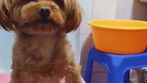 Cutest baby dog, Satisying 😹 Funny Animals videos