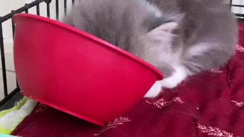 Cute kitten falls a sleep while eating 😂