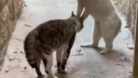 Super funny cats video compilation . Will make you laugh extremely hard 😂😂 #short#Animals#cat.