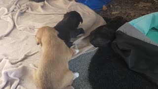 Puppy Crash-Out! (Rescuing Abandoned Puppies)