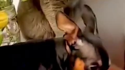 OMG so cute cats and dog funny video 2021 | Best funny cats compilation #ss #short