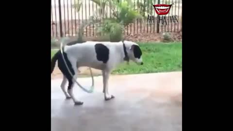 Dog dancing with a hula hoop