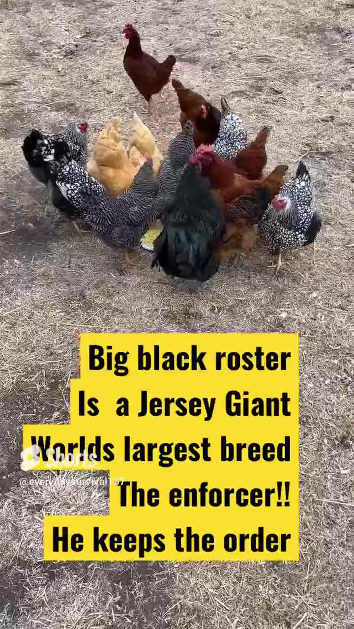 Jersey Giant
