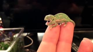 Cute Baby Chameleon Changes Colors and Patterns