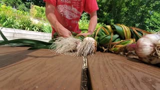 How to Braid Garlic After Harvesting