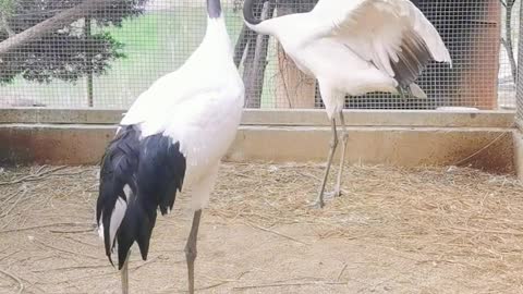 Red crowned cranes dance