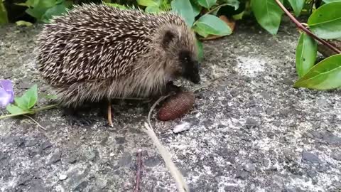 Hedgehog having a go at a slug