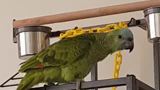 Amazon parrot won't stop yawning