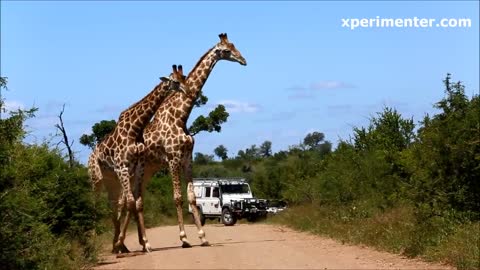 dancing giraffe