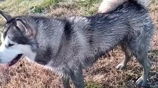 hawaii my alaskan malamute