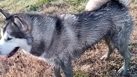 hawaii my alaskan malamute