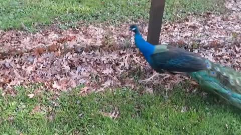Peacock Sound (Full HD)- Noises