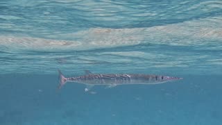 Crocodile Needlefish