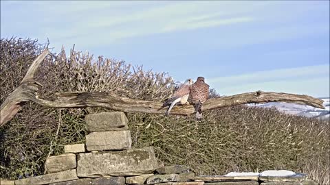 Kestrel Nest Camera Male Lovingly Feeds his Girlfriend