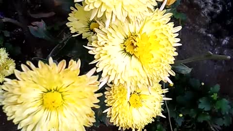 Yellow Chrysanthemum flowers videos.