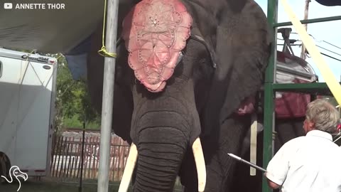 Lonely Circus Elephant Has Been Performing For 30 Years