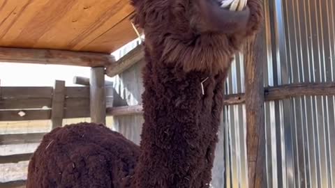 Smokie the alpaca