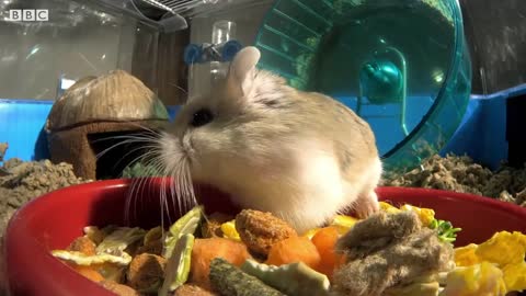 Russian Hamster Vs. Hamster Wheel! Pets Wild At Heart