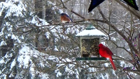 Bluebirds and Cardinal