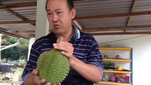 Musang King Durian Karak Malaysia