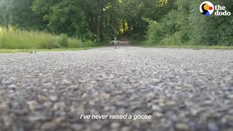 Guy Teaches His Rescued Gosling How To Fly | The Dodo Soulmates