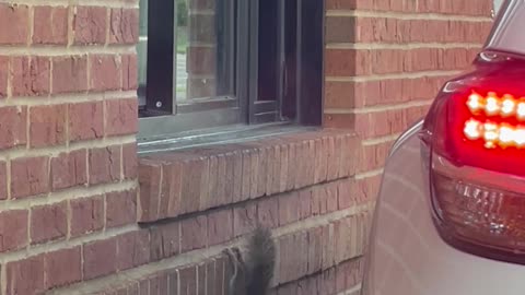 Squirrel Gets a French Fry at the Arby's Drive-Thru