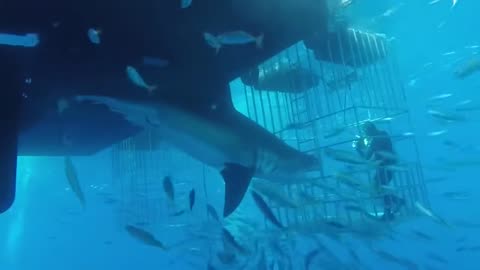 great white shark attacks cage with diver 😱😱😱