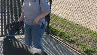 Great Dane meets rescue family