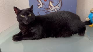 Adopting a Cat from a Shelter Vlog - Cute Precious Piper Manages the Office