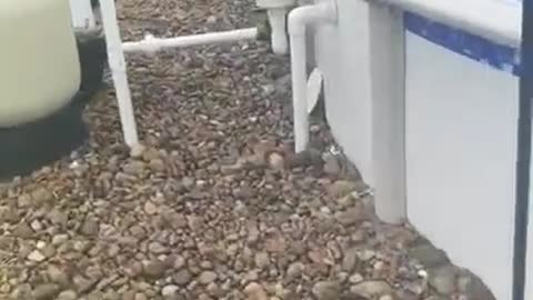 Dog Uses Skimmer Basket to Hop Out of Pool